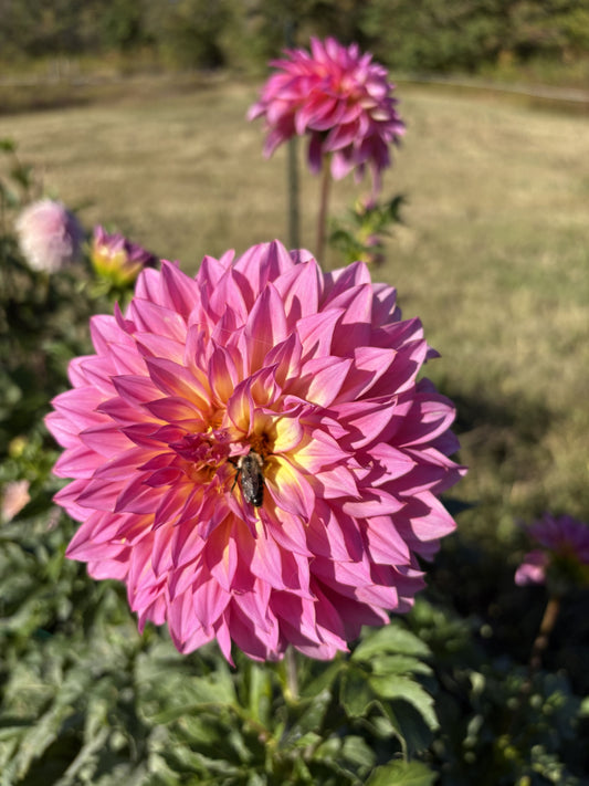 Hollyhill Gloria dahlia tuber for sale