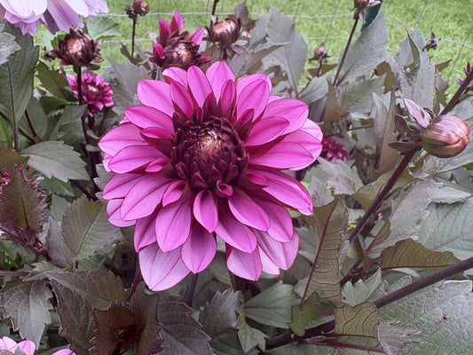 Melissa Anna Marijke dahlia tuber for sale