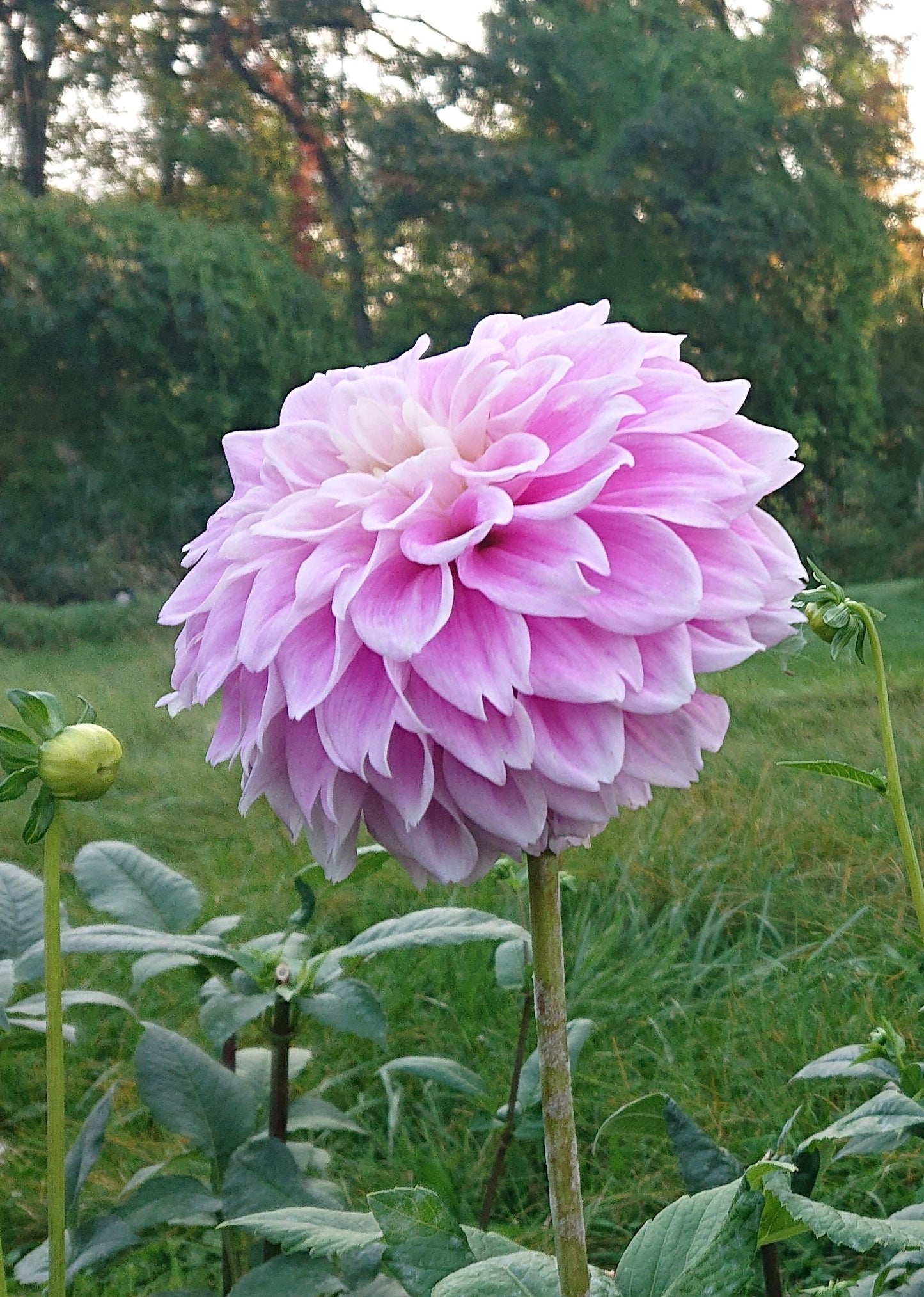 Sweet Love dahlia tuber for sale