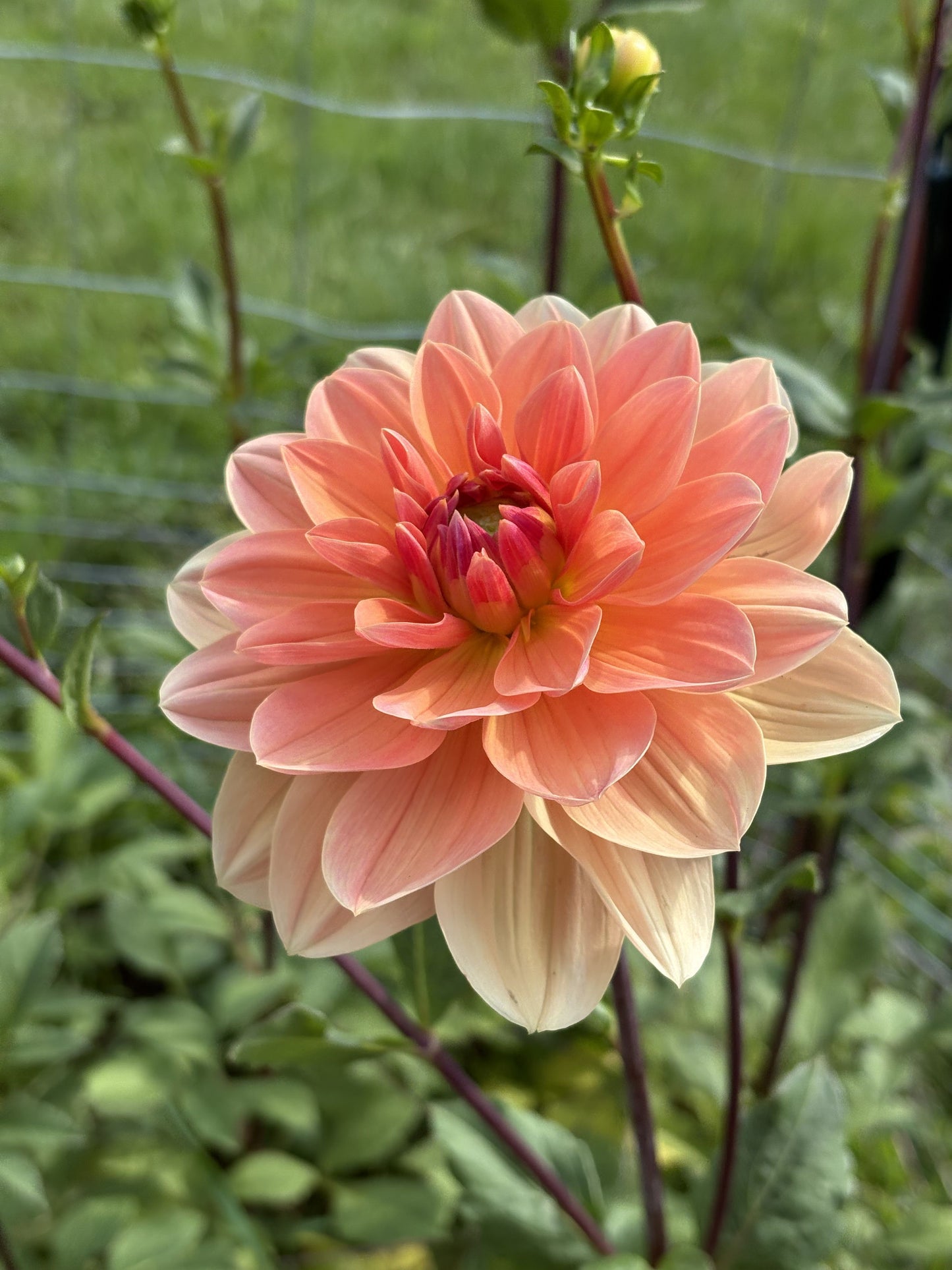 Yvonne dahlia tuber for sale