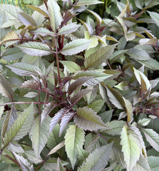 Black Jack dahlia tuber for sale