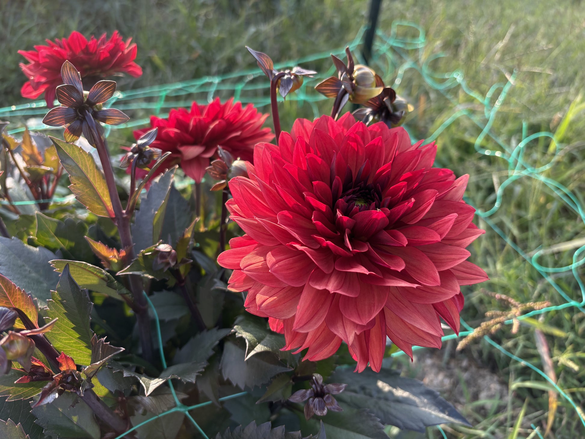 Danique dahlia tuber for sale
