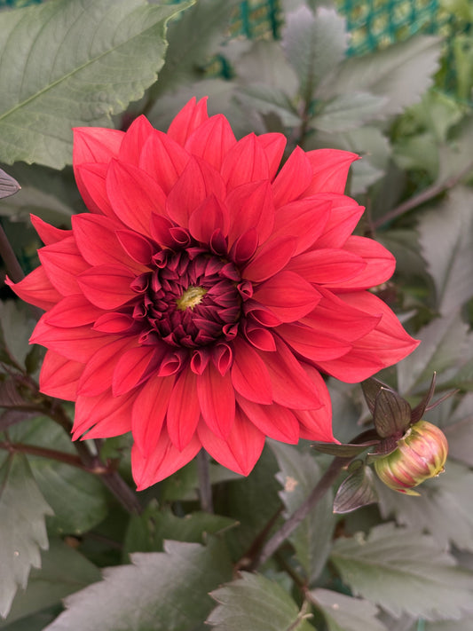 Danique dahlia tuber for sale
