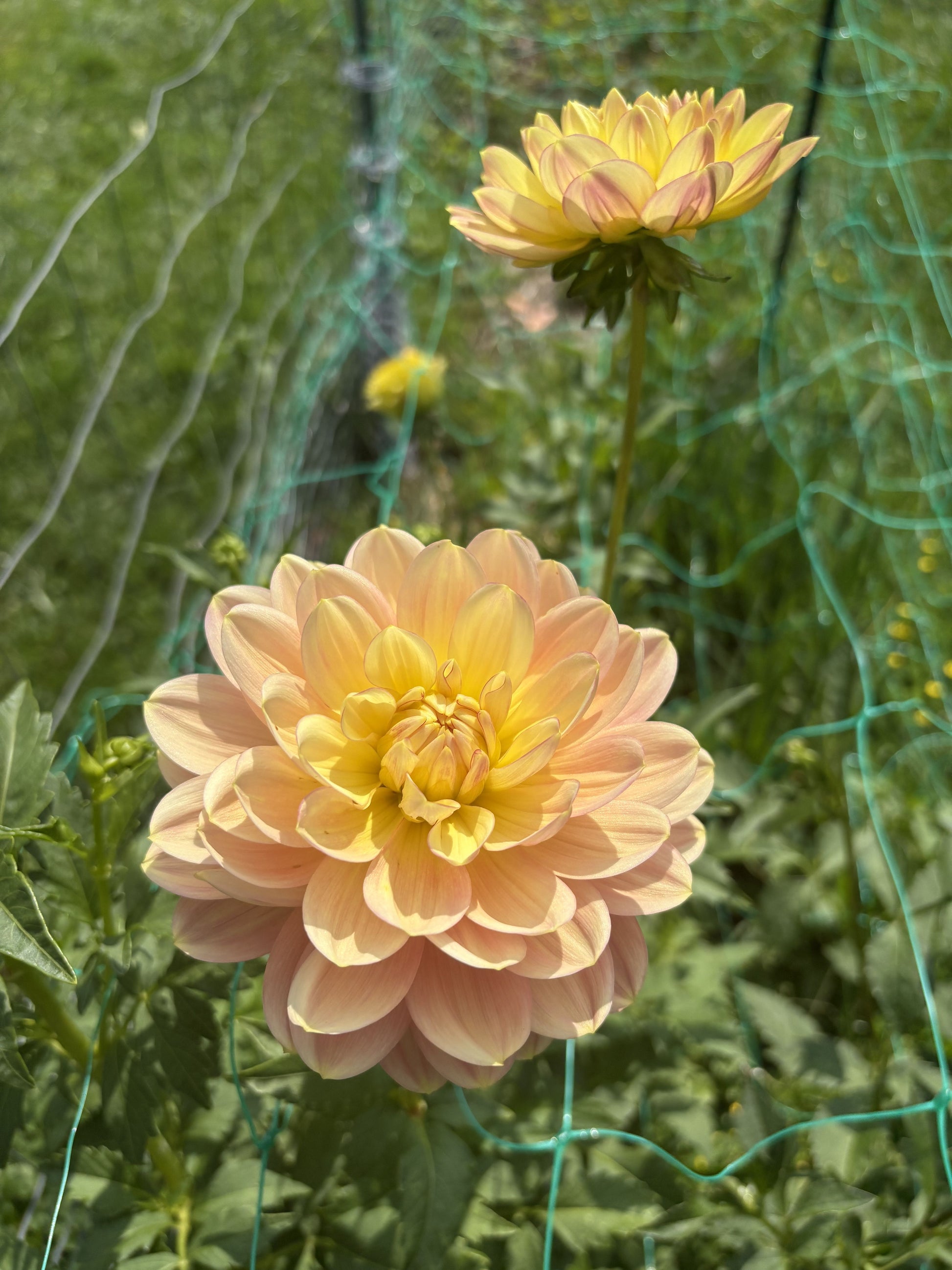 Hollyhill Serenity dahlia tuber for sale