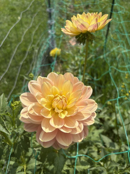 Hollyhill Serenity dahlia tuber for sale