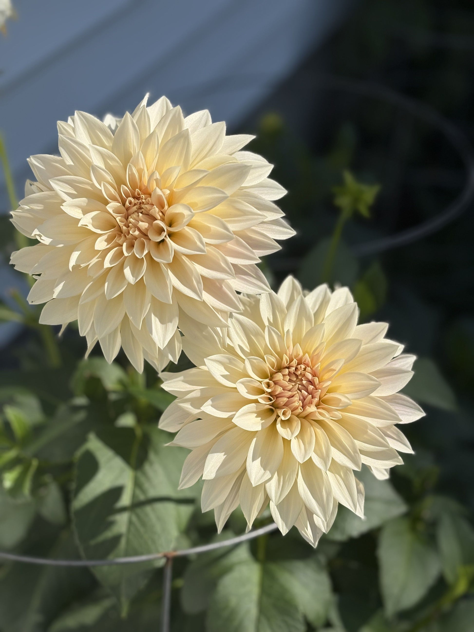 Cafe Au Lait mini dahlia tuber for sale
