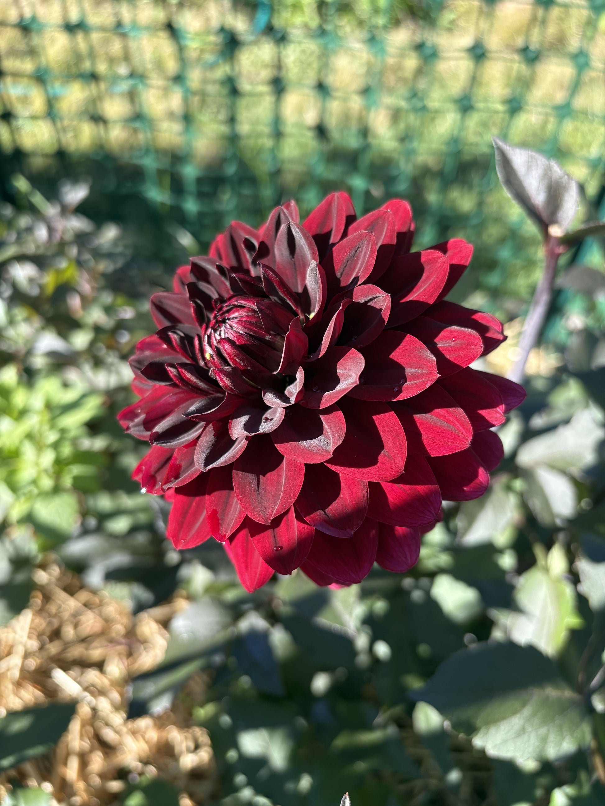 Karma Choc dahlia tuber for sale