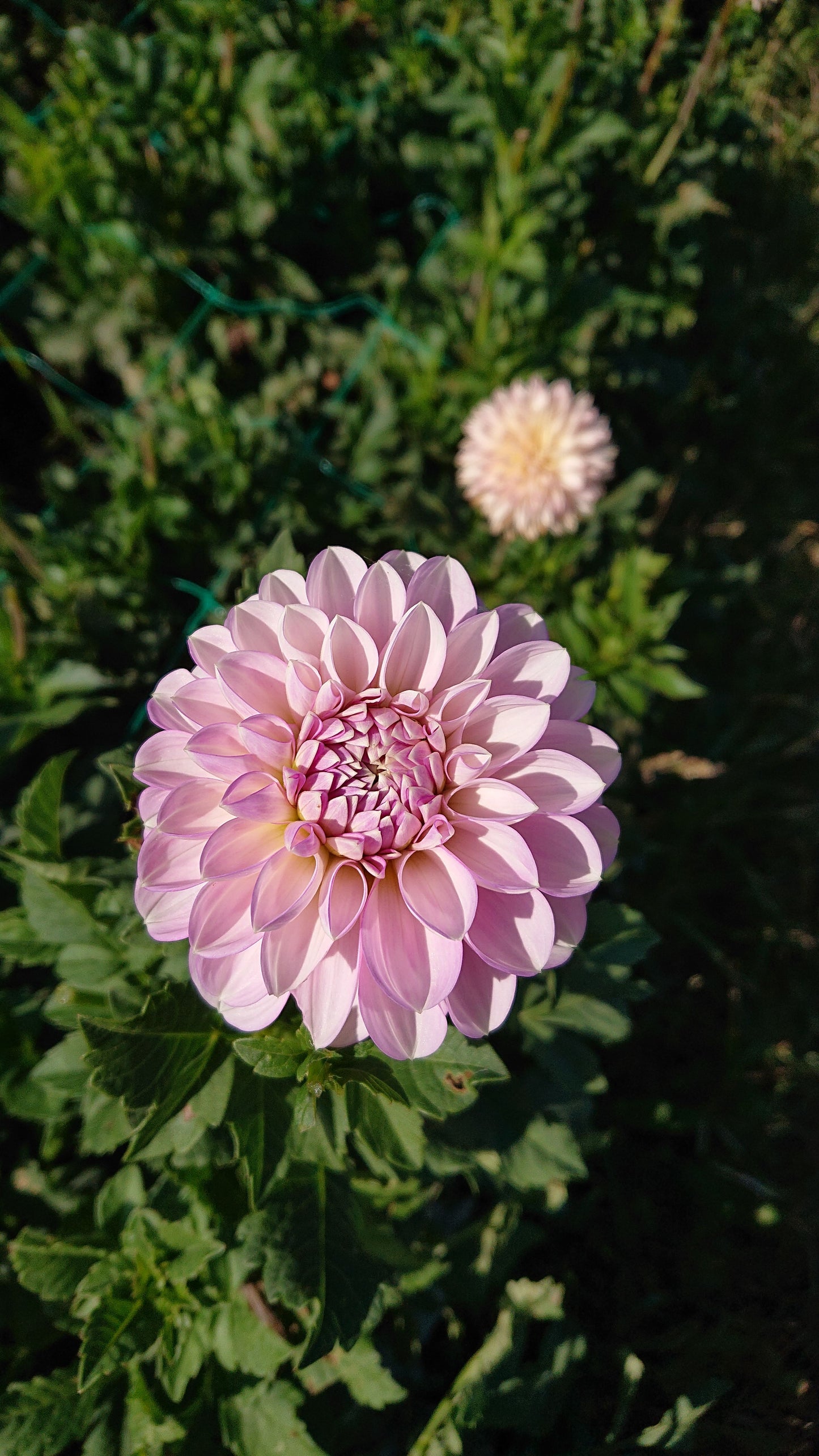 Marionberry Milkshake dahlia tuber for sale