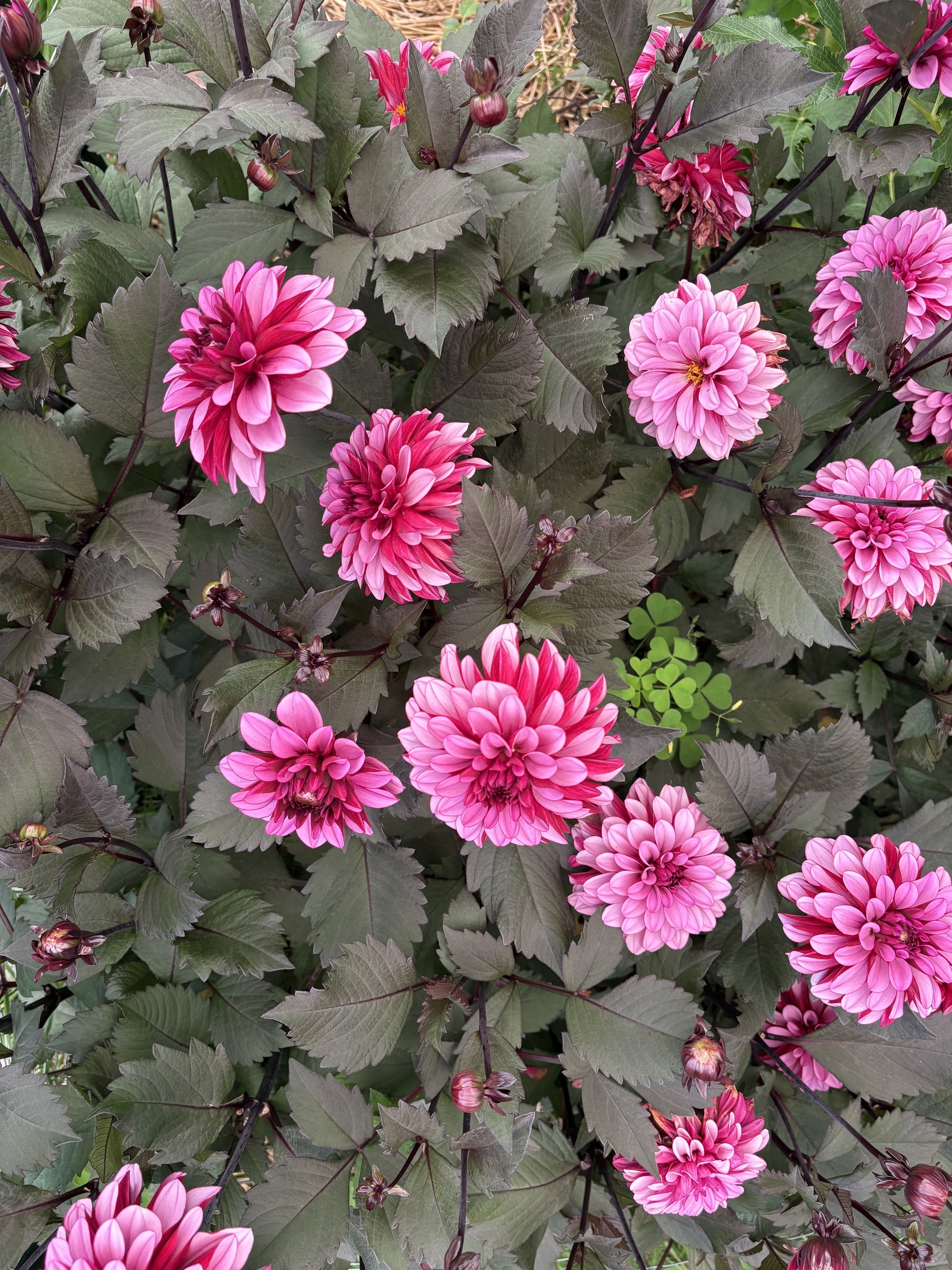 Melissa Anna Marijke dahlia tuber for sale