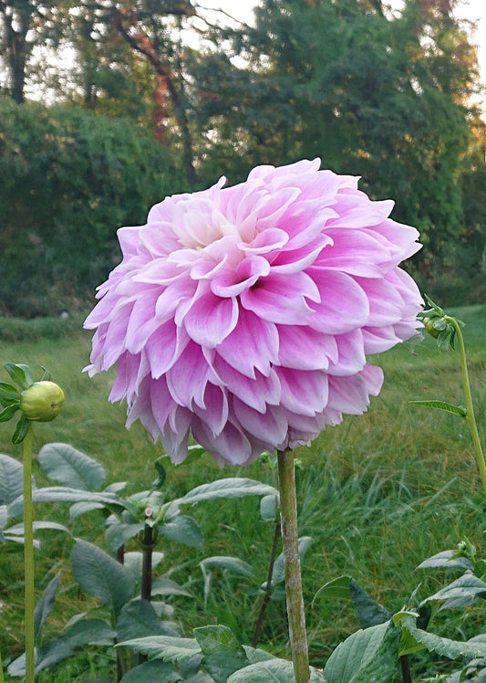 Sweet Love dahlia tuber for sale
