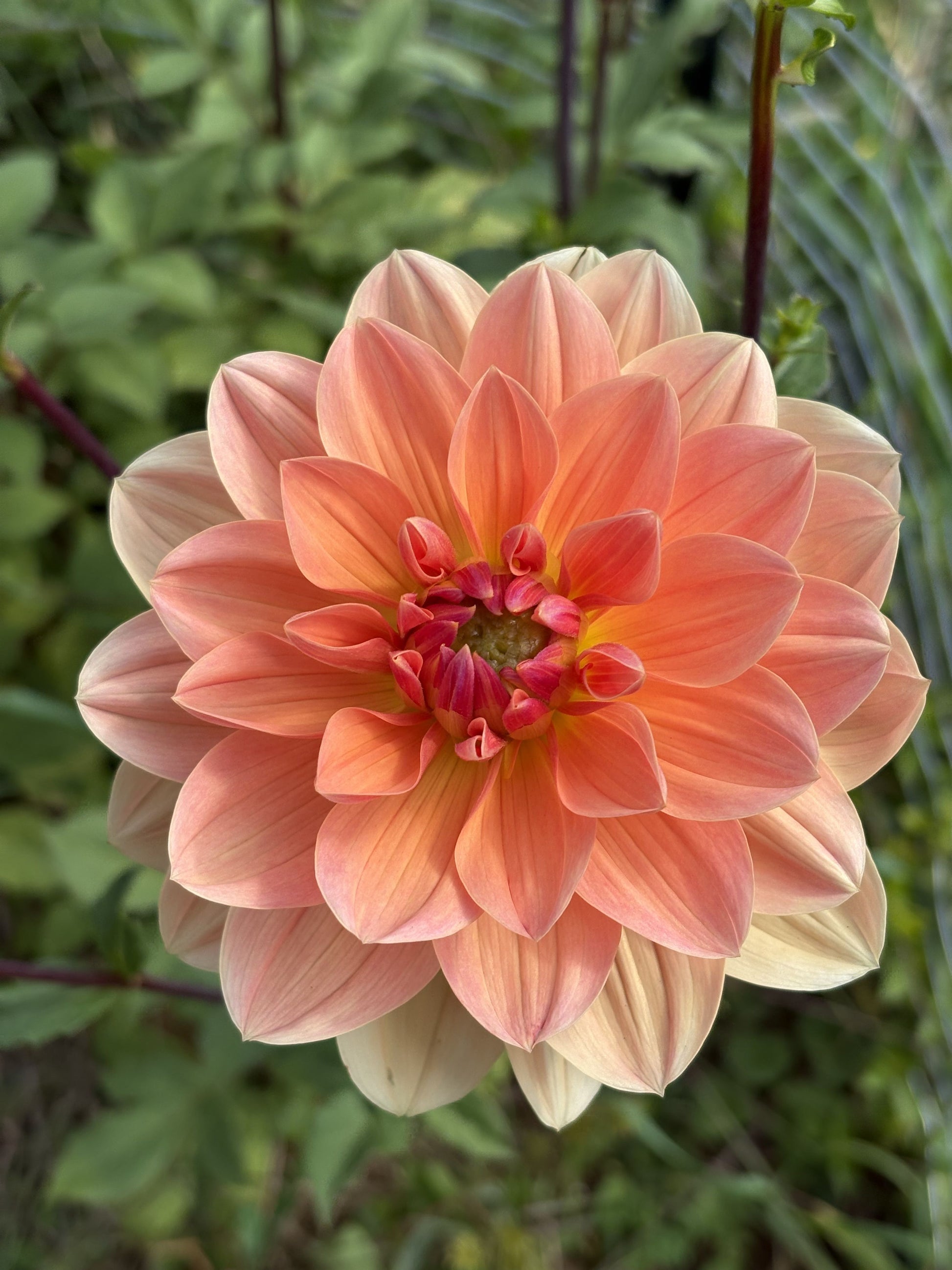 Yvonne dahlia tuber for sale