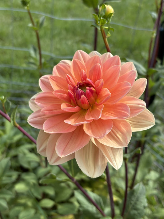 Yvonne dahlia tuber for sale